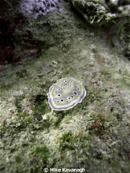 This 'Twin Chromodoris' was spotted at 38m on Mashraba di... by Mike Kavanagh 
